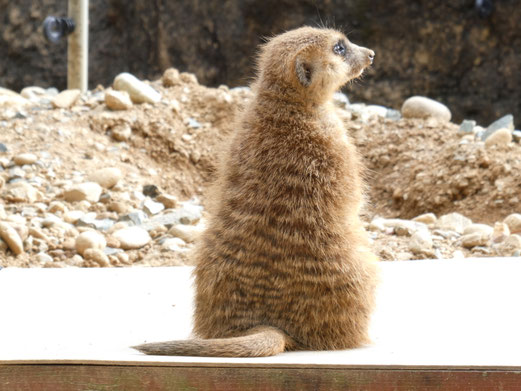 ちょこんと座るミーアキャット。