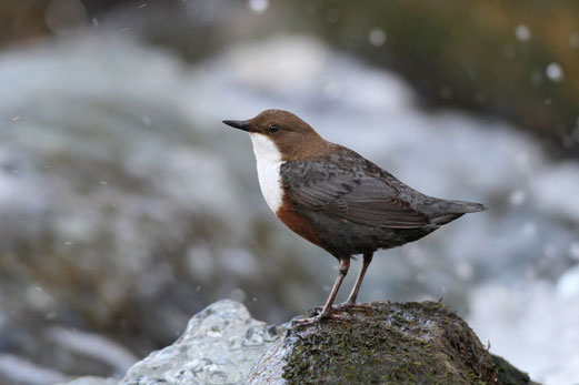 Wasseramsel (Foto: Dieter Hopf, LBV-Bildarchiv)