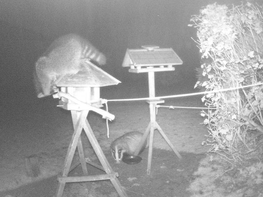 Waschbär und Dachs, wie sie nachts ein Vogelhäuschen plündern ( Foto: Miriam Link)