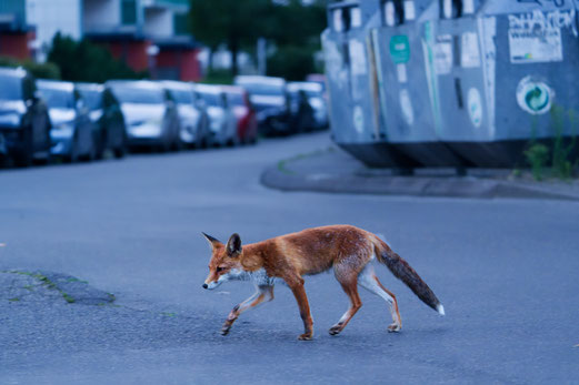 Ein mutiger Fuchs auf der Futtersuche im Siedlungsbereich (Foto: Laura Muschiol)