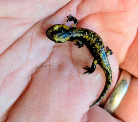 Bild: Ein kleiner Feuersalamander auf dem Weg in die Weinberge am Räuschelbach, Foto: Ralf Trinkmann