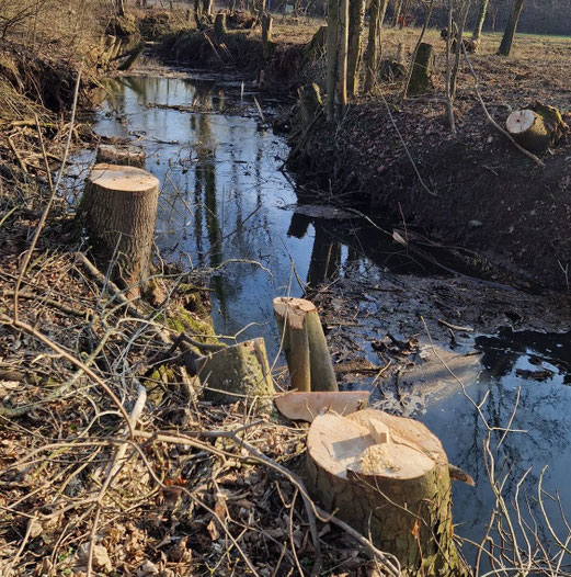 Bild: Glemstal, März 2025, Schwieberdingen, Foto: Hildegard Gölzer