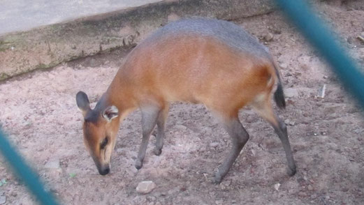 Il frita mbai nel giardino della casa delle suore