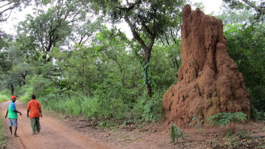 Uno dei tanti termitai giganti che si incontrano lungo la strada e nel bosco
