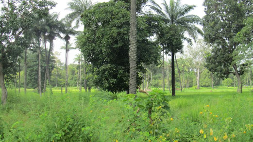 La vegetazione appena fuori Bigene