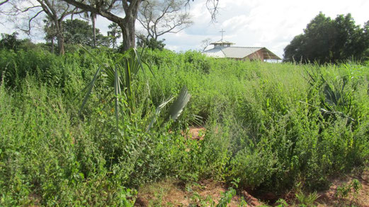 Tempo pochi mesi e la vecchia strada piena di buche è stata fagocitata dalla vegetazione