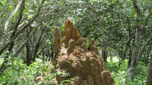 Un termitaio gigante