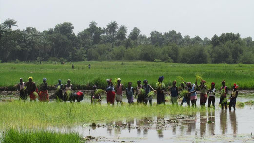Le donne al lavoro nelle risaie di Bigene