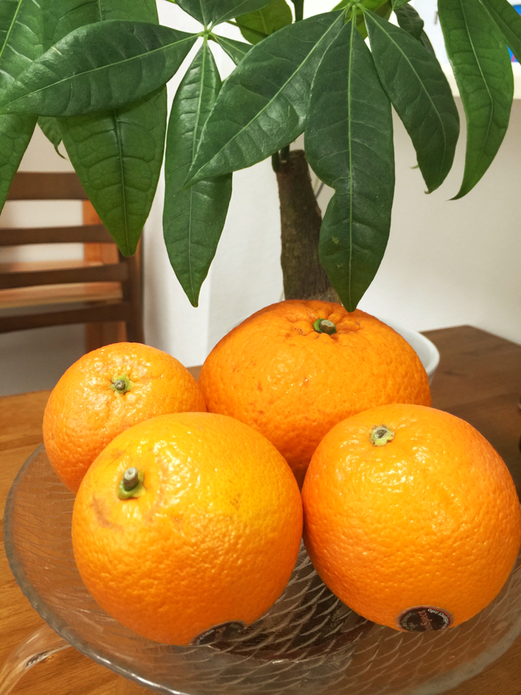 夏といったら 地下鉄東三国駅から徒歩1分 Cafe And Bar Andi 夏といったら 地下鉄東三国駅から徒歩1分 Cafe And Bar Andi