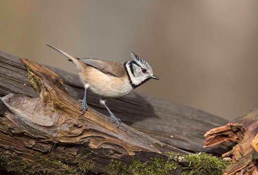 Haubenmeise (Lophophanes cristatus)