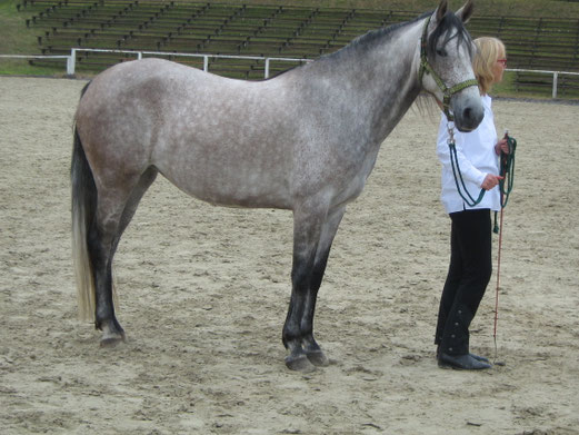 Foto (Klaus Wemken): Araber-Berberstute PASHABWA AL SHATANE vorgestellt von  Dr. Margit Köppen auf der VFZB Stutbuchbeurteilung am 13.09.2009 in Dillenburg