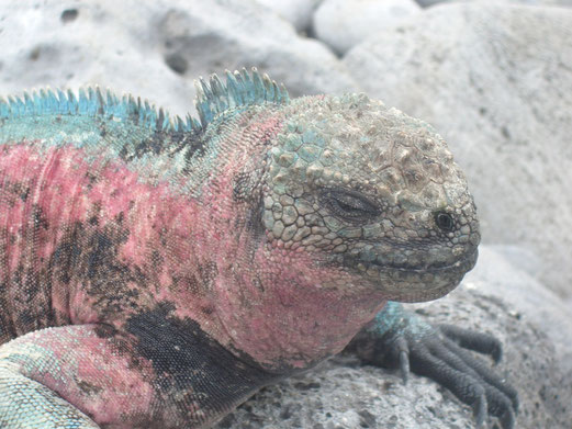 Ein Besuch im Nationalpark Galápagos ist ein einmaliges Erlebnis