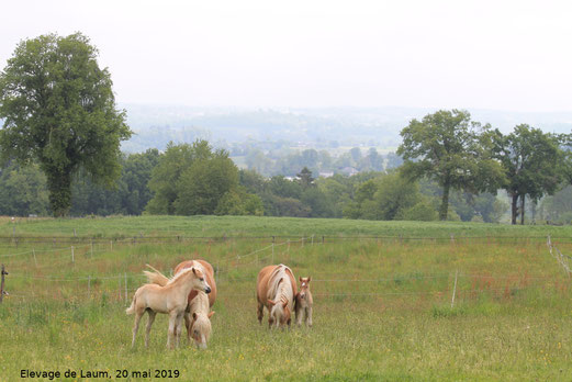 2 juments Haflinger et leur poulain dans les près