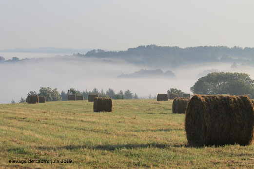 Bottes de foin dans les près