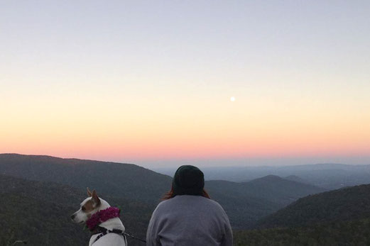 Vanlife, Zelda, Montana, dog