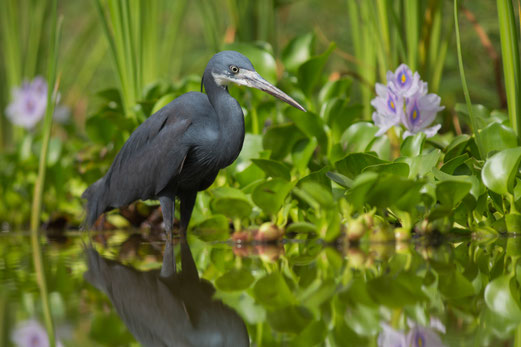 Aigrette des récifs oiseau Sénégal Afrique Stage Photo J-M Lecat Non libre de droits