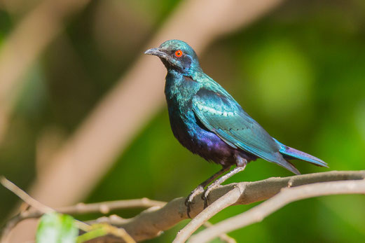 Choucador à oreillons bleus, oiseau, Sénégal, Afrique, safari, stage photo animalière, Jean-Michel Lecat, photo non libre de droits