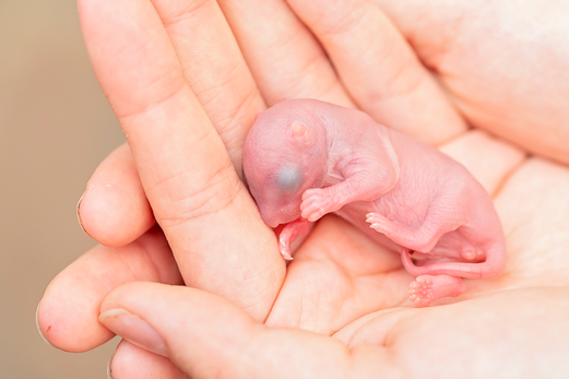 Ein noch nacktes Eichhörnchenbaby liegt für einen Größenvergleich auf einer Hand.