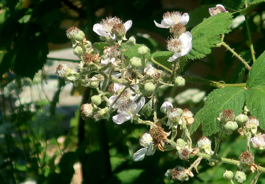 16. Juni 2023 - Verwelkende Blüten von Brombeeren - vielversprechend. Doch hat es genügend Wasser im Boden? 