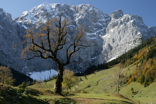 09. September 2012 - Bild von Albert Stoehr, mit dem Kommentar: wie der Name schon sagt > Berg Ahorn <