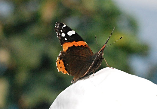 Herbst, Schmetterling