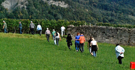 Reben, Weinlese, Traubenernte