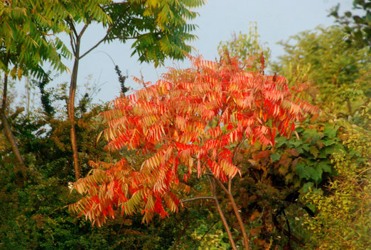 Strauch, Herbst