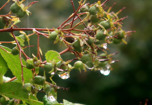 17. August 2021 - Wenn die Tropfen grösser sind als die Früchte, dann ist es nass. Sehr nass!