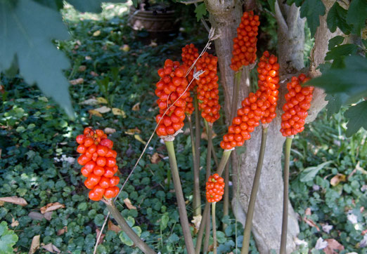  16. August 2025 - Italienischer Aronstab. Seinen Schmuck zeigt er im Herbst, mit roten Beeren auf den aufrechten Stängeln