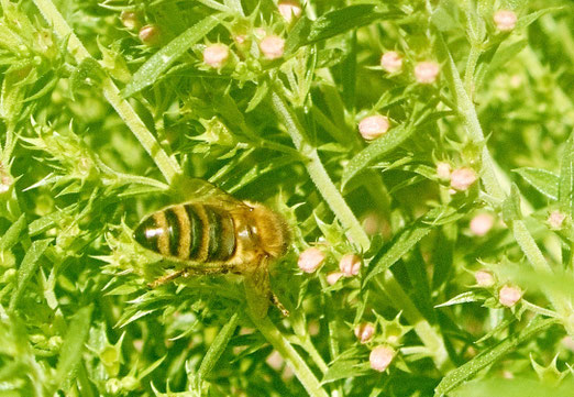 07. August 2025 - Die fleissige Sammlerin im Gewürzgarten