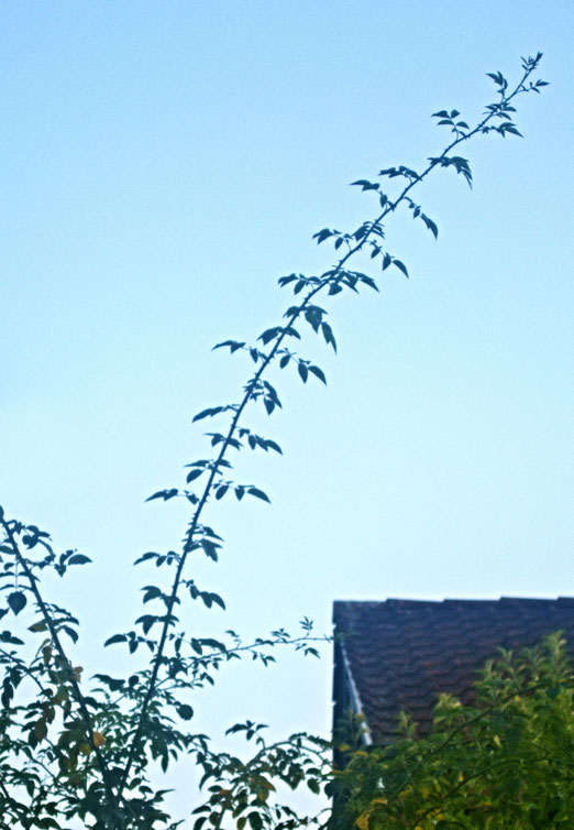 08. August 2025 - Himmelhoch jauchzend
