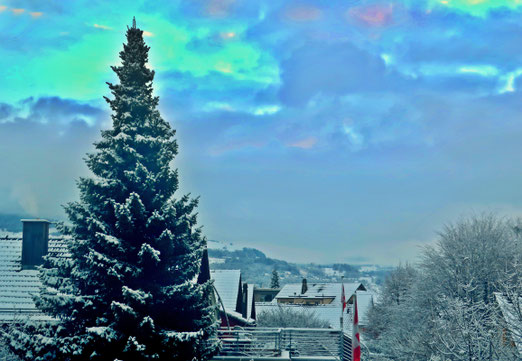 05. Dezember 2021 - Oh Tattenbaum, oh Tannenbaum - du strahlst, auch wenn du nicht als Weihnachtsbaum verkleidet bist