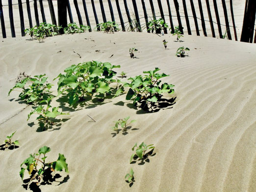 Strand, Pflanzen, Sand