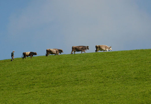 03.Oktober 2014 -  Nicht nur Gänse gehen im Gänsemarsch