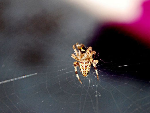 16. August 2013 - In den Fängen der Spinne
