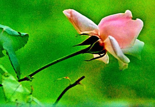 09. September 2025 - Last Rose of Summer ("Martha", Friedrich von Flotow)