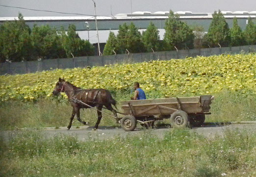 13. August 2015 - Wo Bauern keine Mercedes haben (Rumänien)