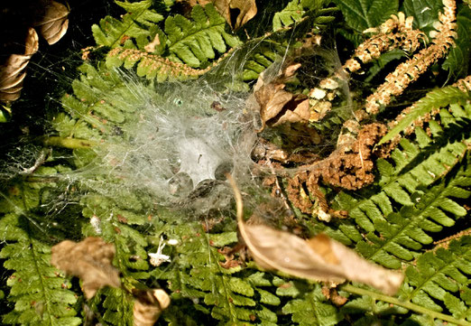 15. August 2025 - "Altweibersommer", trotz Hochsommerhitze herbstet es sehr