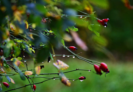 09. Oktober 2019 - Im Regen stehen