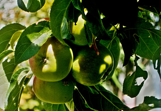 17. August 2025 - Lichtspiele im Obstbaum