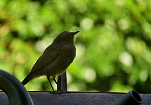 22. August 2020 - Er wartet geduldig bis das "Vogelbad" frei wird