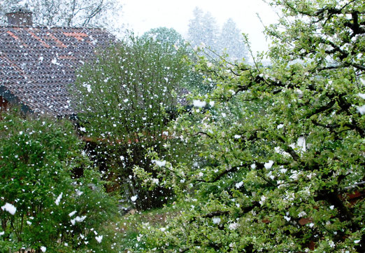  18. April 2024 - April ist, wenn sich Blütenblätter und Schneeflocken vermischen