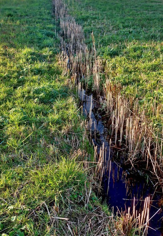  02. Januar 2023 - Der winterliche Frühling plätschert  so dahin.