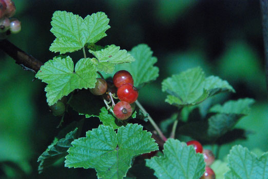 Johannisbeeren, Garten, Reifen