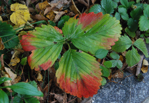 13. Oktober 2025 - Das Blatt denkt: "Farbe bekennen"... und errötet