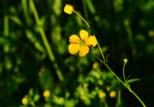  02. Mai  2019 - In der Sonne leuchtet auch die schlichte Blume