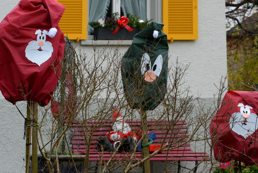 02.Dezember 2014 - Rosen, die zu Chläusen mutierten