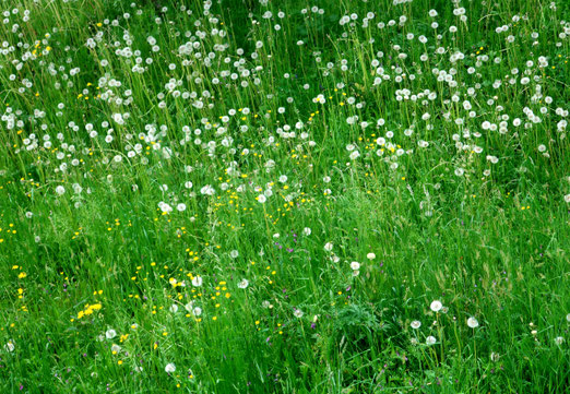 03. Mai 2025 - Ene Wiese voller "Grauhaarigen"