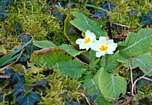  03. Februar 2023 - Frühboten des Frühlings