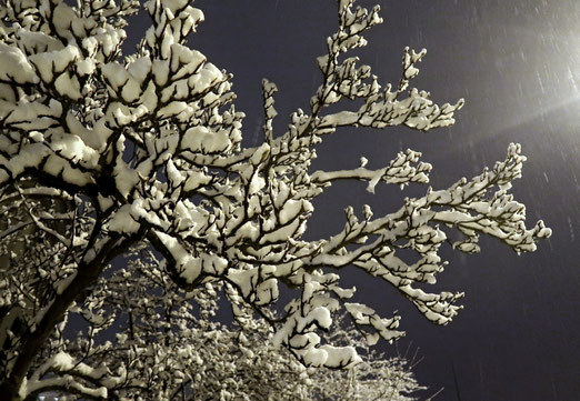  07. Januar 2019 - Zu Epiphanie (Tag der Drei Könige) ist der Schnee da.